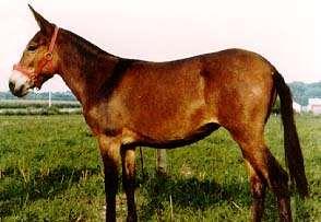 sterile Horses have 64 chromosomes (32 pairs) Mules