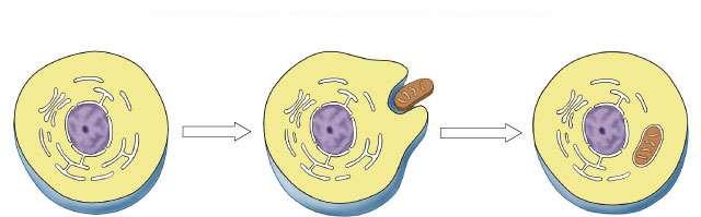 Endosymbiosis Evolution of eukaryotes origin of mitochondria engulfed