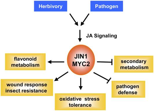 Update on Hormone Signaling Figure 2. JIN1/MYC2 differentially regulates different JA-dependent phenotypes. Arrows and blunt arrows indicate positive and negative regulation, respectively.