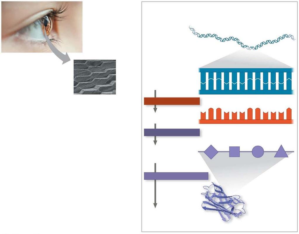 Figure 1.8 (b) A lens cell uses information in DNA to make crystallin proteins. Crystallin gene (a) Lens cells are tightly packed with transparent proteins called crystallin.