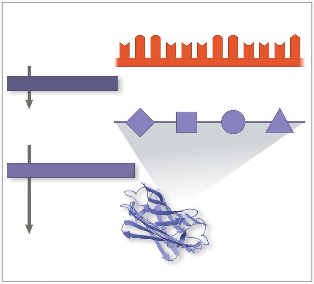 Figure 1.8-3 (b) A lens cell uses information in DNA to make crystallin proteins.