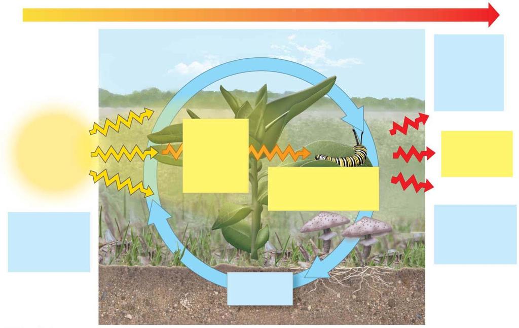 Figure 1.9 ENERGY FLOW L Chemicals pass to organisms that eat the plants. Light energy comes from the sun. Plants take up chemicals from the soil and air.