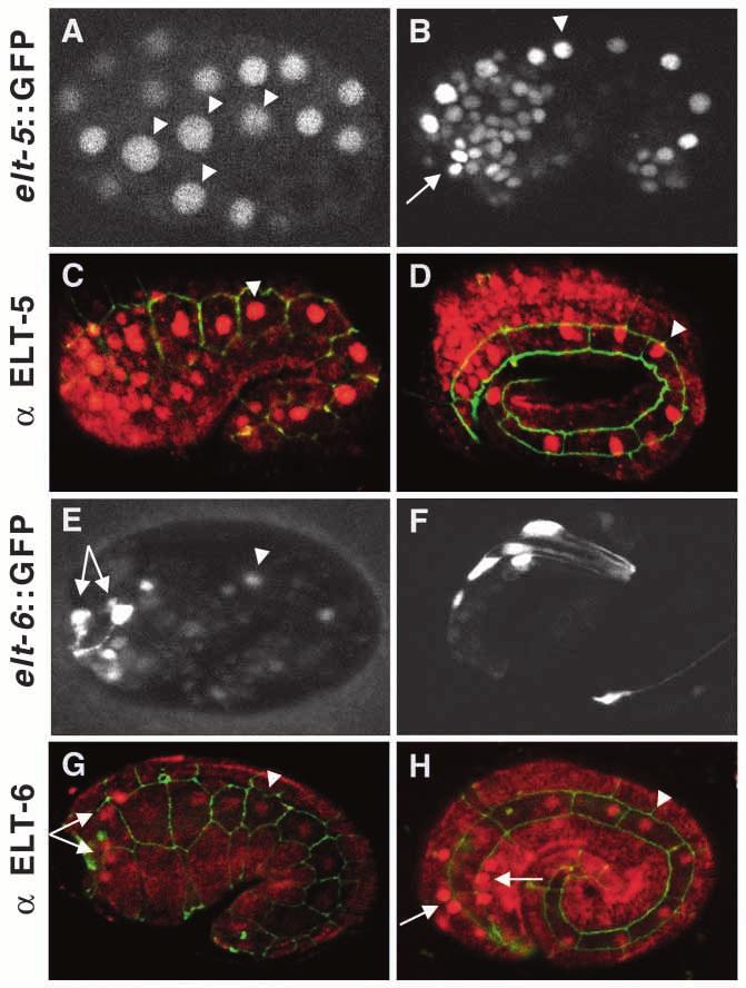 2874 K. Koh and J. H. Rothman expression becomes more pronounced in seam cells about 1 hour after their birth. This seam expression remains strong throughout embryonic and larval development (Fig.