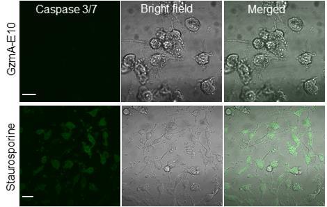 Figure S9. Delivered GzmA-E10 kills cells in a caspase 3/7 independent manner.