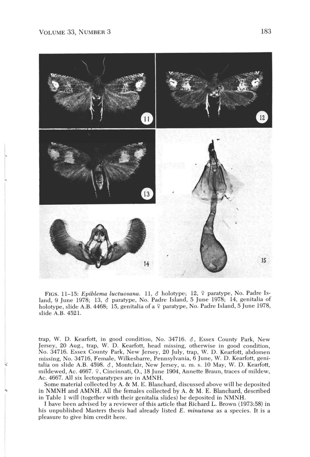 VOLUME 33, NUMBER 3 183 15 FIGS. 11-15: Epiblema luctuosana. 11, 0 holotype; 12, 'i' paratype, No. Padre Island, 9 June 1978; 13, 0 paratype, No.