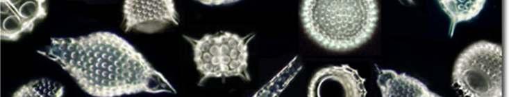 small planktonic marine organisms that