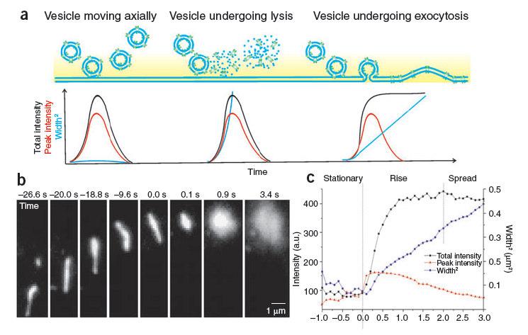 Vesicle behavior near plasma membrane