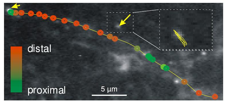 Tracking the directional vesicles