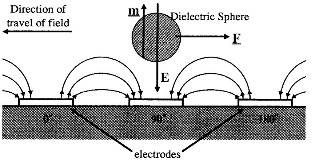 H Morgan et al Figure 1. A diagram showing the induced dipole moment m on a particle in a travelling electric field of magnitude E. The particle is levitated above the electrodes by negative DEP.