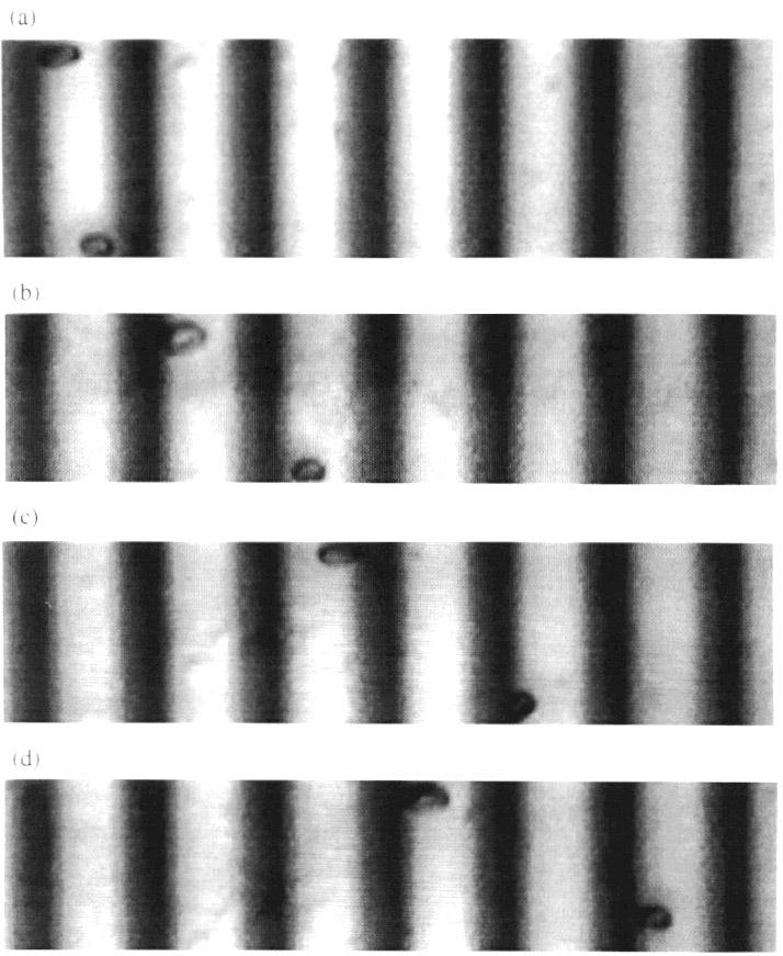 Large-area travelling-wave dielectrophoresis particle separator Figure 5. A sequence of four images taken at 1 s intervals (a, b, c, d) showing an erythrocyte overtaking a leukocyte.