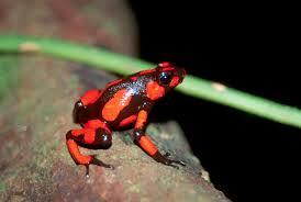 (-)-Gephyrotoxin 287C Isolated from Dendrobates histrionicus in 1974. «<50 mg isolated from thousands of frog skins». First synthesized by Kishi in 1980.