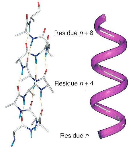Types of Secondary Structural α-helix: Best known and most easily recognized structure Repetitive structure: C α -atoms in identical relative positions Thus the ϕ and ψ angles are the same for each