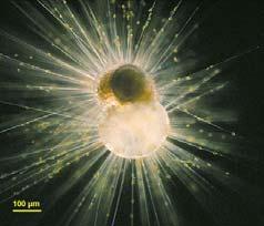 (phytoplankton) and foraminifera (zooplankton) pteropods (zooplankton) have calcium carbonate tests Other