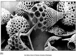 Diatomaceous ooze Radiolarian ooze