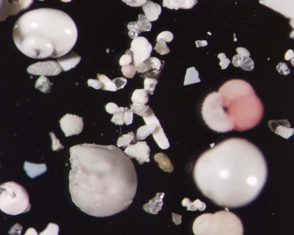 Calcareous Ooze Dominant in pelagic sediments: - coccolithophorid ooze - tests of coccolithophorids (phytoplankton, < 20μm) - pteropod ooze tests of pteropods (zooplankton snails,