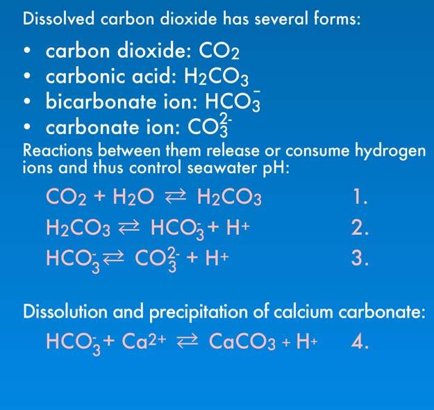 The Carbonate System An increase in CO 2 from fossil fuels will affect both the CCD in the