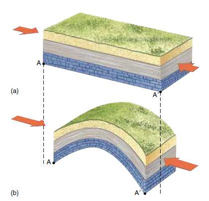 FOLDS Folding usually results from compressive stress.
