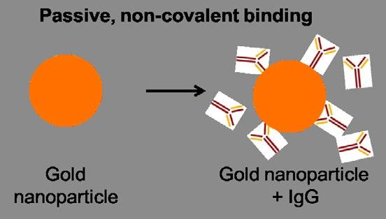 Gold nanoparticles guide 5 InnovaCoat GOLD derivatives Since the InnovaCoat surface is firmly anchored to the gold nanoparticle