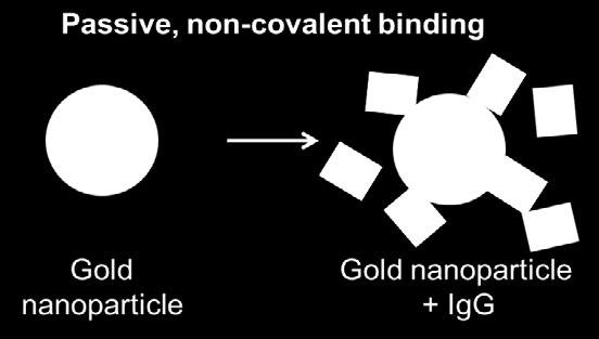 Catalogue products include InnovaCoat GOLD-Maleimide, which is perfect for coupling small thiolated antibody fragments.