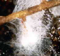 ectomycorrhizal plant-fungal