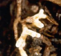 every individual root tip Fungi