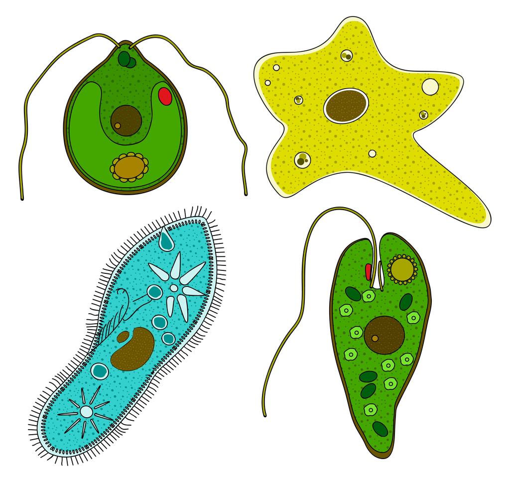 Everything You Wanted to Know About Protists Today we re going to be learning about a new kingdom, PROTISTA. We, as humans, are made of trillions of cells! That s 1,000,000,000,000s! Wow!