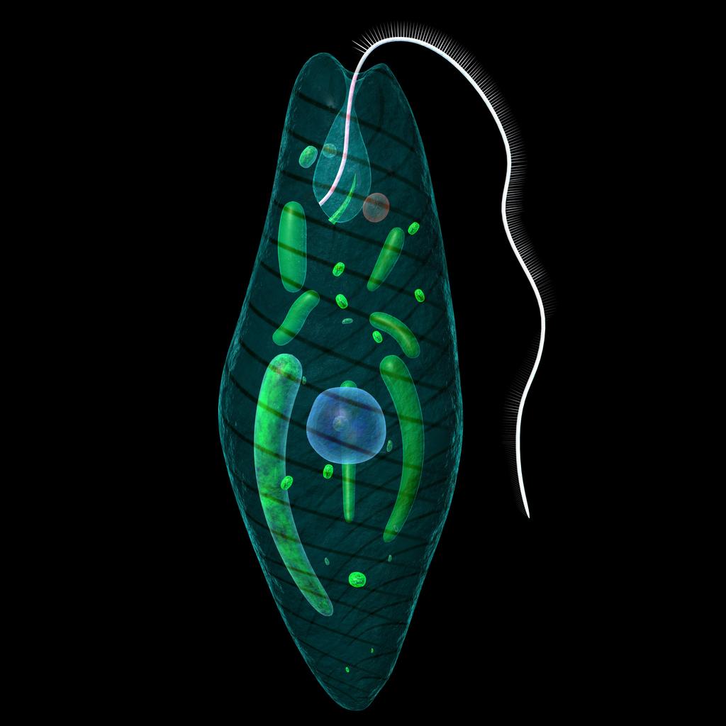 3. Euglena From this picture you can observe a couple of different things about euglena. First of all, it can be green.