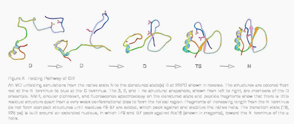Structures of hypothetical folding intermediates*, including a putative transition state, obtained by a molecular dynamics (MD) simulation of