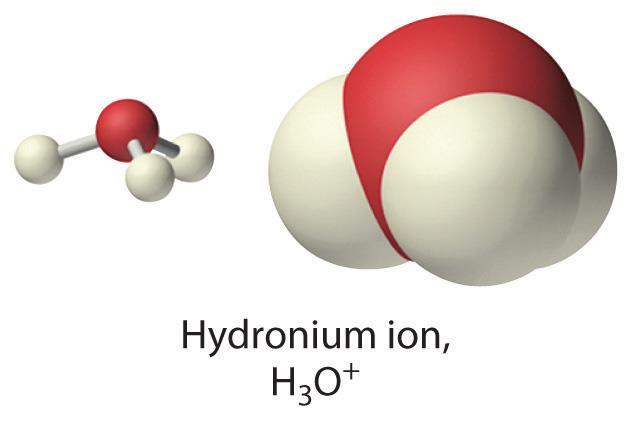 1. Introduction to ph Dissociation of H 2 O [H + ] = [H 3 O + ] Neutral water has a tendency to ionize H 2 O H + + OH - The