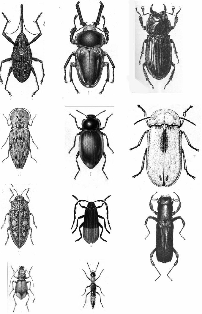 28 42. Identify the following beetles to families: A B C A... B... C... D.