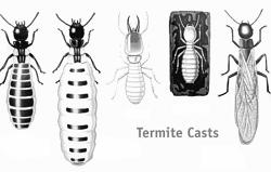 These termites (A) and ants (B)