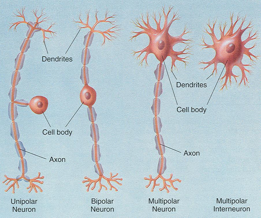 4 major classes of neurons Unipolar one process extending from cell body Bipolar two processes Multipolar more than two processes most neurons are