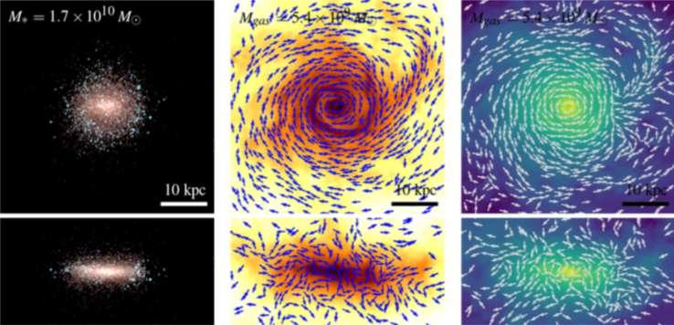 TNG finding: Magnetic Fields in/around galaxies know their