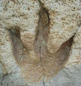 Dinosaur footprint Human