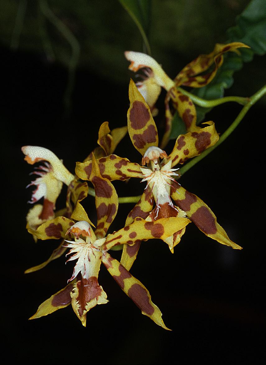 Flower stellate, showy; dorsal sepal chocolate brown with yellow markings, weakly unguiculate, elliptic-ovate, narrowly acute to acuminate, ca. 3.0 0.