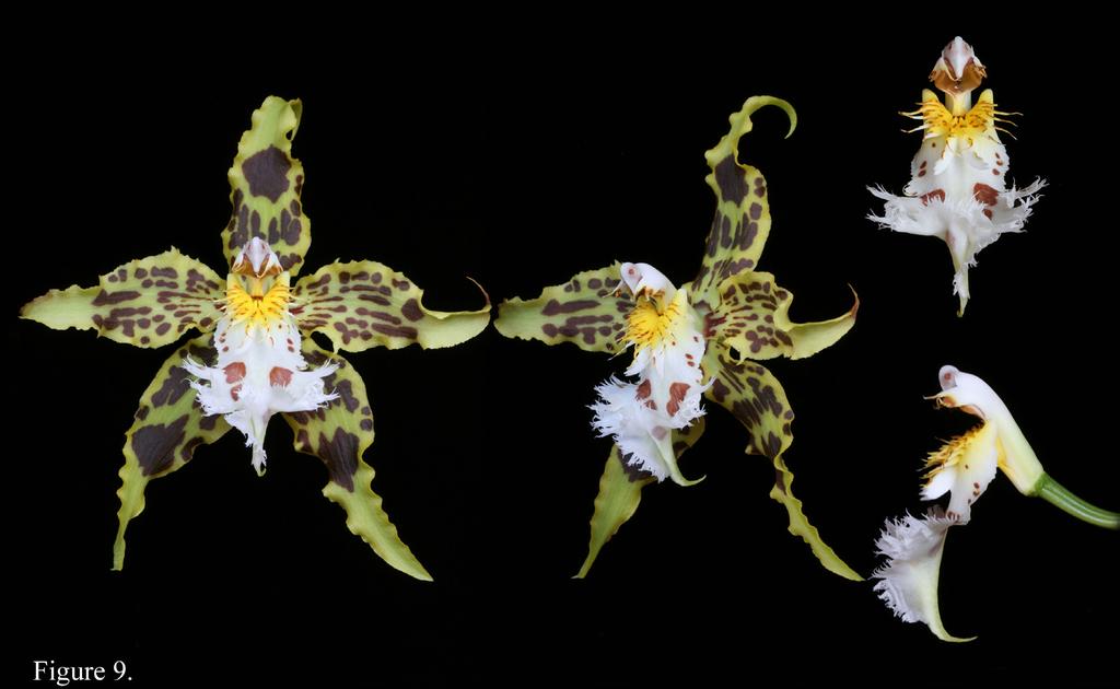 Dalström New species of Odontoglossum 57 Figure 9. Odontoglossum hallii, plant cultivated and photographed by G. Deburghgraeve. slopes of the Andes near the Colombian border.