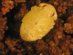 Pupa Larva