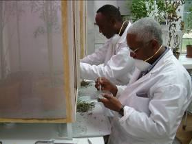 Training 5 Ethiopian researchers trained in SA
