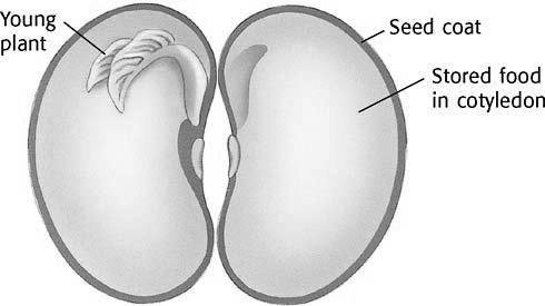 The Plant s Life Cycle 1. The diagram below shows the inside of a seed. Label the stored food, embryo, and seed coat. 2. What does each part of the seed do? Seed coat: _ Stored food: Embryo: 1.
