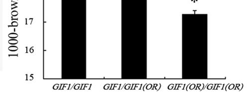 GIF1(0R)/GIF1(0R), homozygous plants with the wild rice (O.