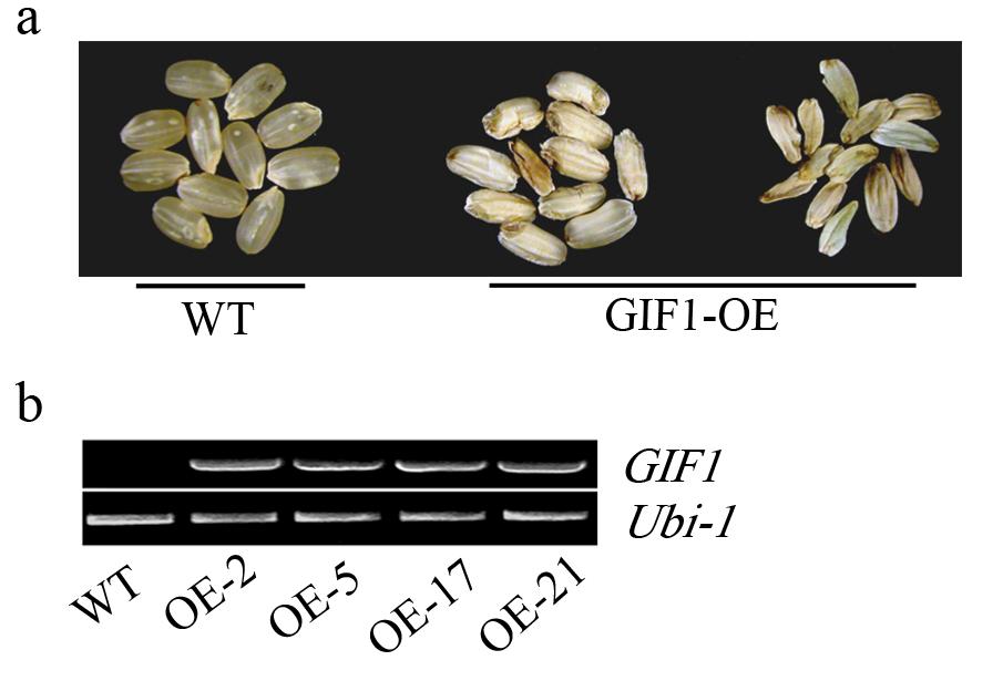 Supplementary Figure 7. Grains and GIF1 expression of GIF1-OE plants.