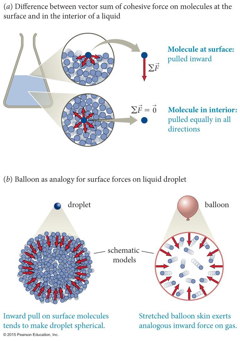 Section 18.4: Surface effects Cohesive forces between liquid particles cause a liquid surface to act like a stretched elastic sheet that tends to minimize the surface area.
