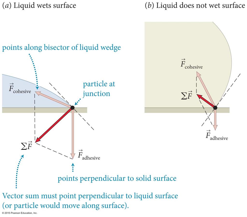 Section 18.4: Surface effects The contact angle is due to the interplay between 1. the cohesive forces between the liquid particles, and 2.
