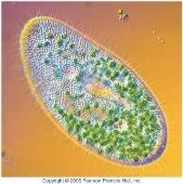 proposes that mitochondria & chloroplasts are derived from internalized prokaryotes.
