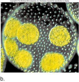 The Transition to Multicellularity Once eukaryotic cells came to be, they were certainly followed by multicellular eukaryotes: many primitive multicellular aggregates (such as some algae) exist today