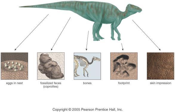 a) The Fossil Record Fossils include more than just bones any evidence of a once living 