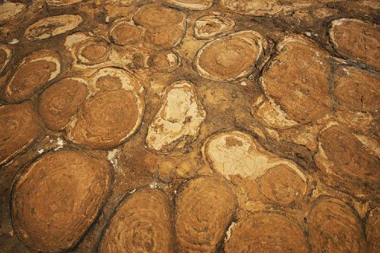 Stromatolites still form today in Australia from mats of cyanobacteria.