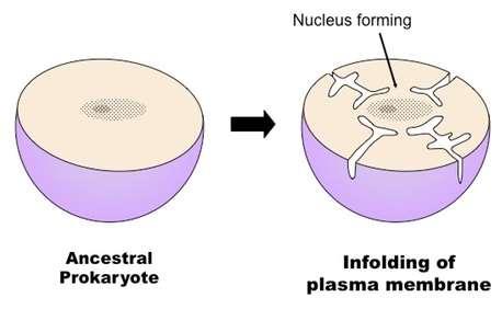 1.5.3 The origin of eukaryotic cells can be explained by the endosymbiotic theory.
