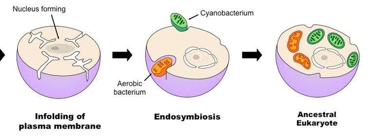 1.5.3 The origin of eukaryotic cells can be explained by the endosymbiotic theory.