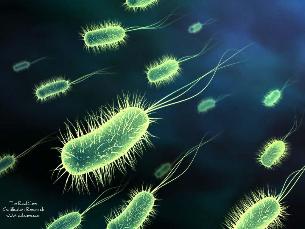 WHAT ARE BACTERIA?
